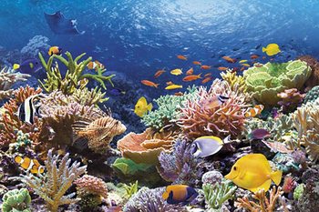 Готелі з кораловими рифами у Єгипті