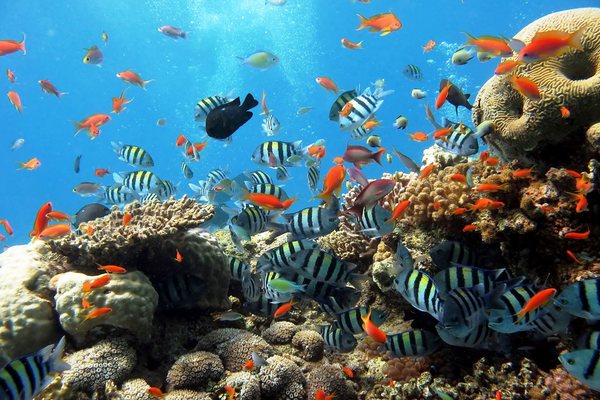 Шарм ель шейх