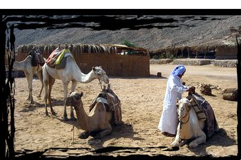 Бедуїни Єгипту