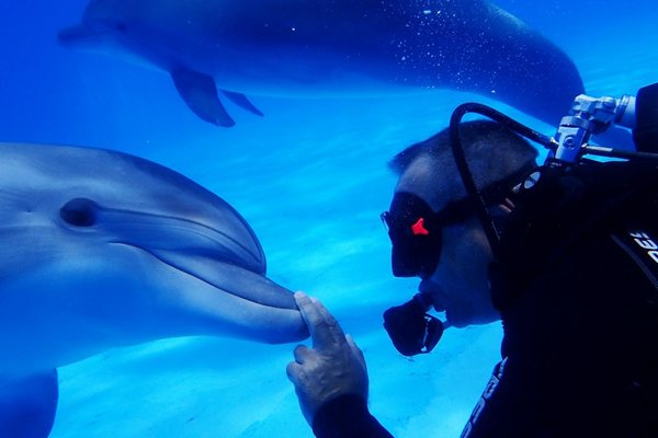 скільки коштує дайвінг у єгипті