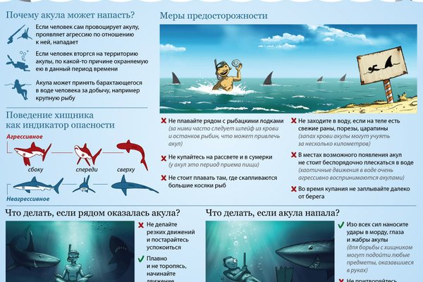 Акули у Єгипті