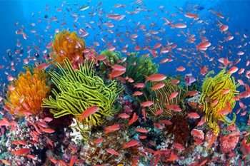 Рас Мухаммед