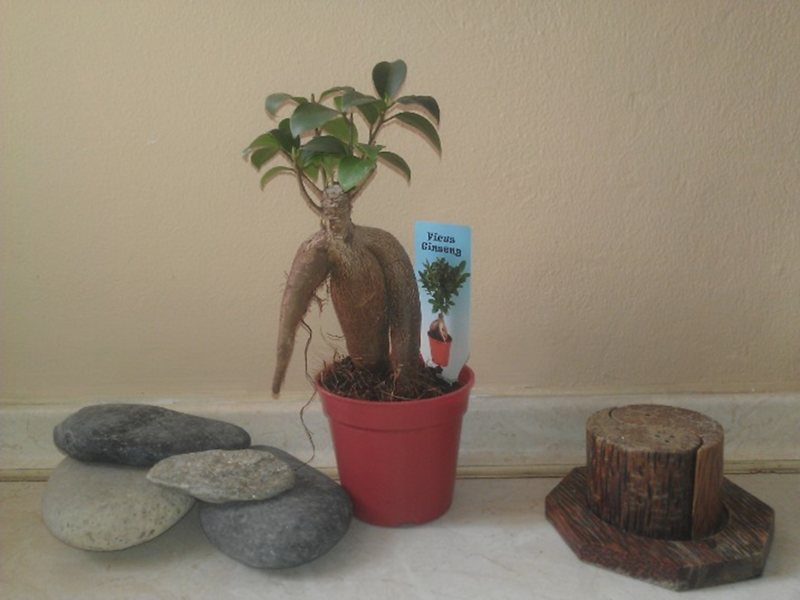 2 Bedroom Flat in Thessaloniki RE0067 264599