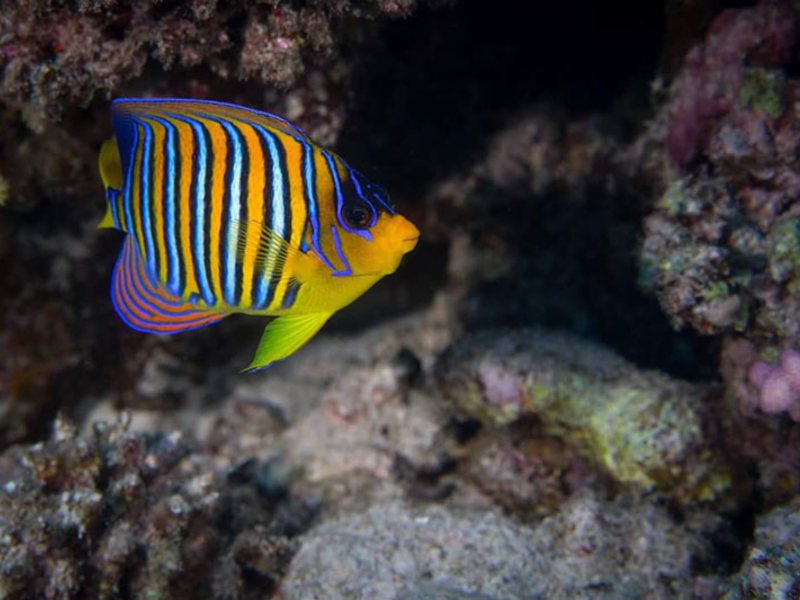 Abu Dabbab Diving Lodge 121081