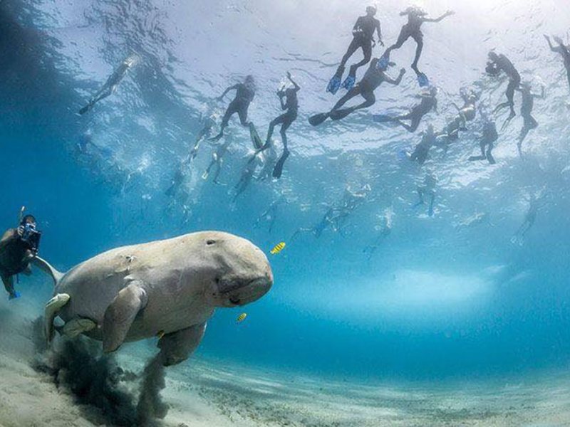 Abu Dabbab Diving Lodge 121099