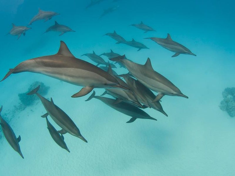 Abu Dabbab Diving Lodge 293164