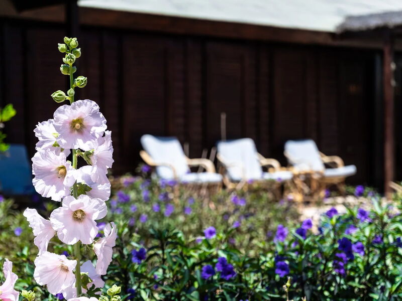 Abu Dabbab Lodge, Tapestry Collection by Hilton 327008