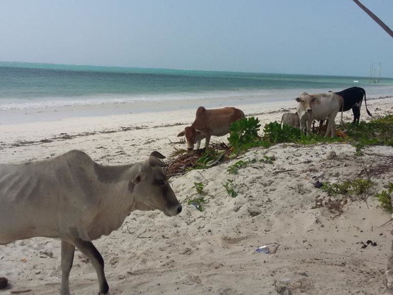 African Sun Sand Sea Beach Resort & Spa 198442