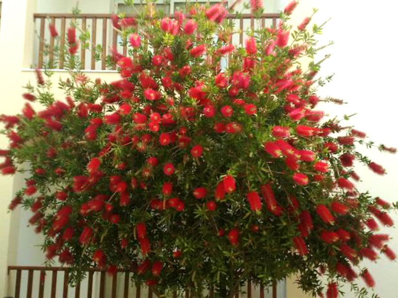 Aktea Beach Village 87239