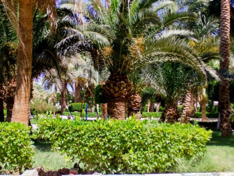 Almas Red Sea Palace (ex 121244