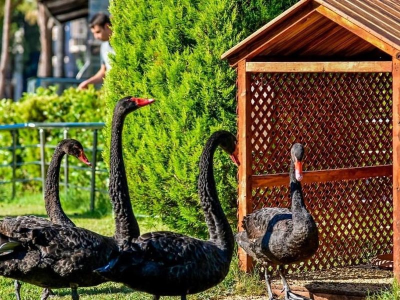 Alva Donna World Palace 294350