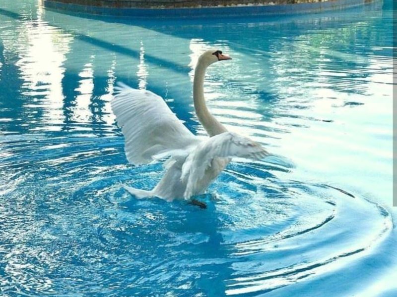 Alva Donna World Palace 294356