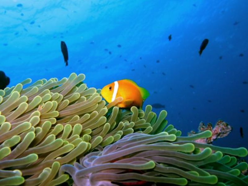 Anantara Dhigu Resort & Spa 133506