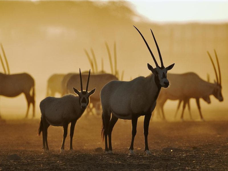 Anantara Sir Bani Yas Island Al Sahel Villa Resort 272579