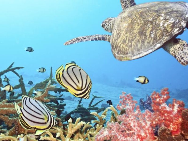 Anantara Veli Resort & Spa 133583