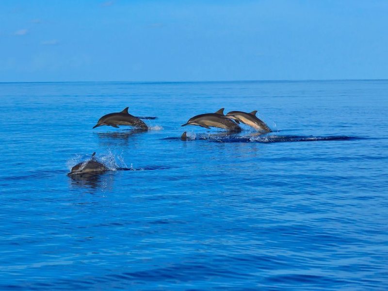 Angsana Velavaru 133691