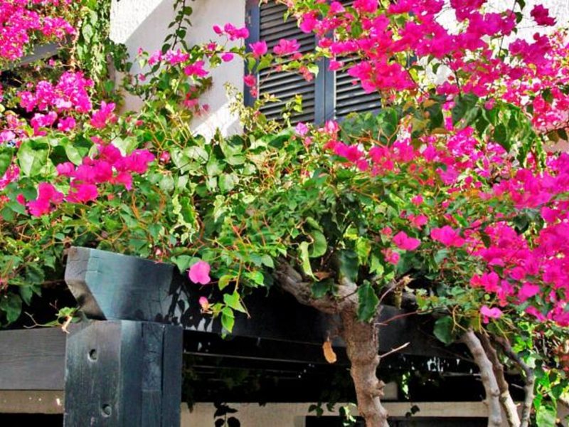 Anna Maria Village  77554