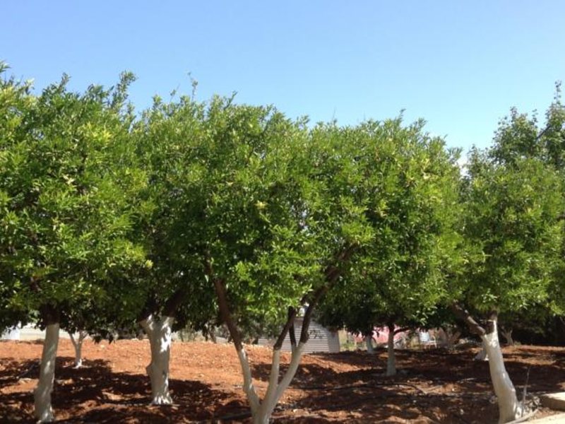 Aphelandra Hotel 99859