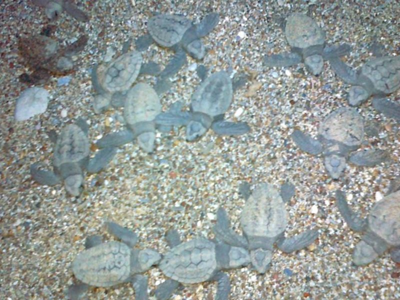 As Queen Beach 275797