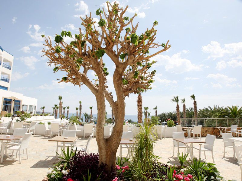 Ascos Coral Beach Hotel 272474