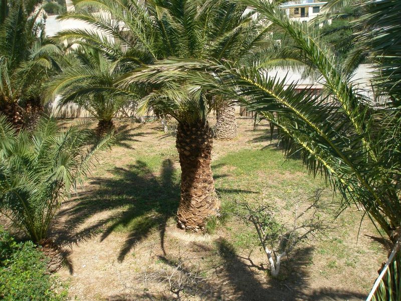 Avra Palm 216757