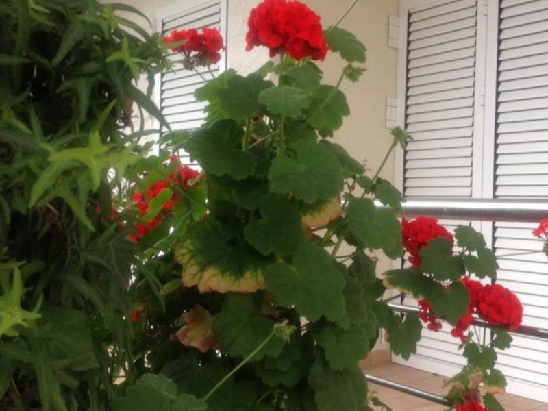 BOKA RESIDENCE 68013