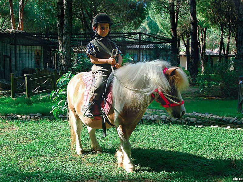 Bellis Deluxe (ех 8957