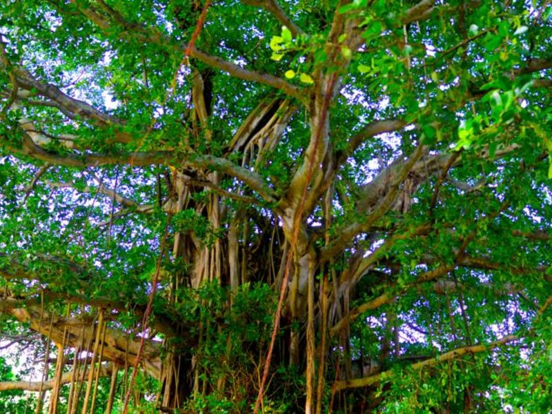 Biyadhoo Island Resort 133954