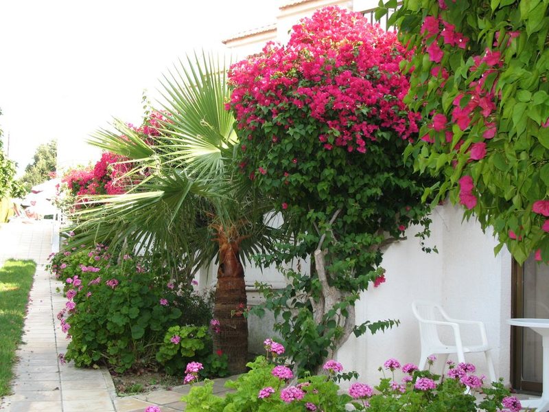 Bougainvillea Apartments 204756