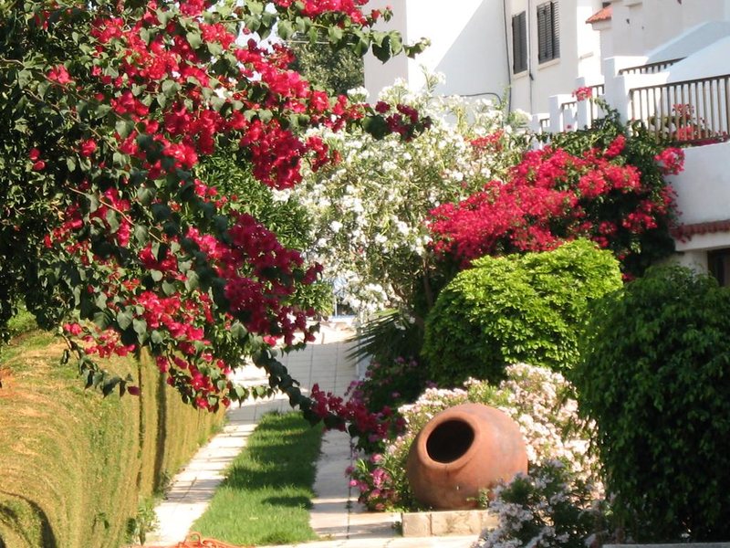 Bougainvillea Apartments 204762