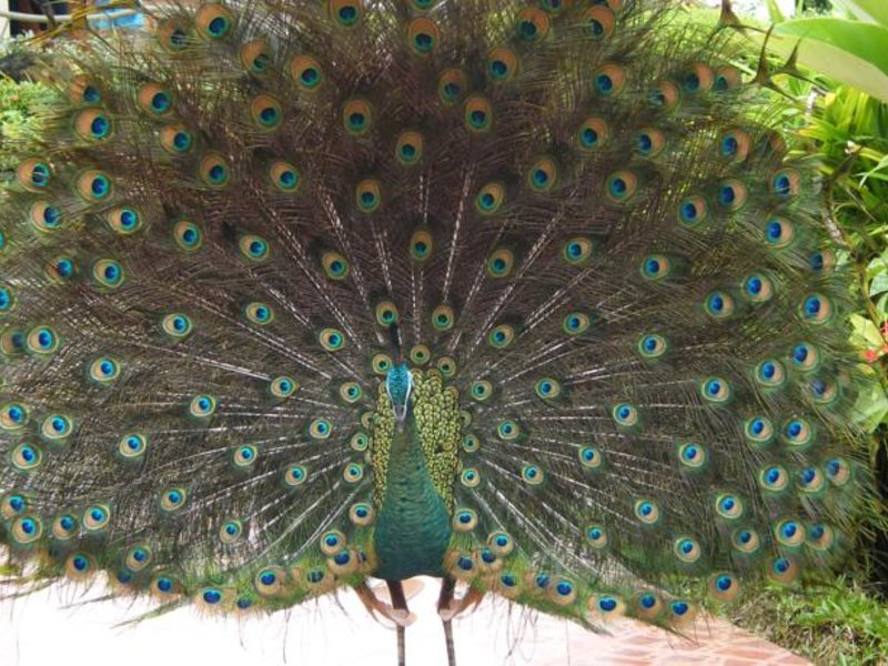 Chang Park Resort & Spa 154622