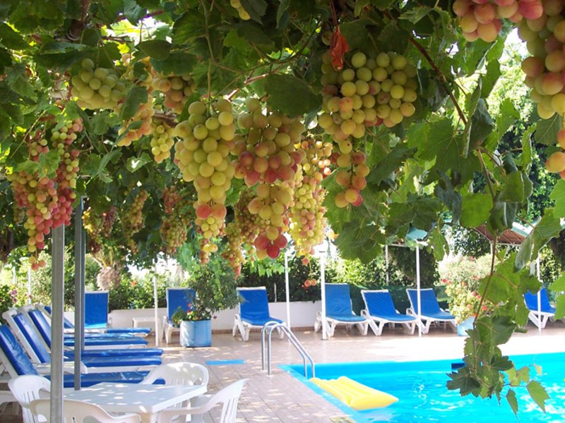 Chrysland Hotel 115918