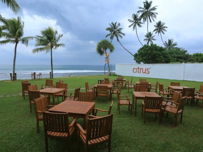 Citrus Hikkaduwa 116354