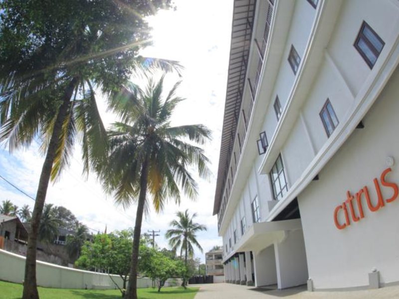 Citrus Hikkaduwa 116360