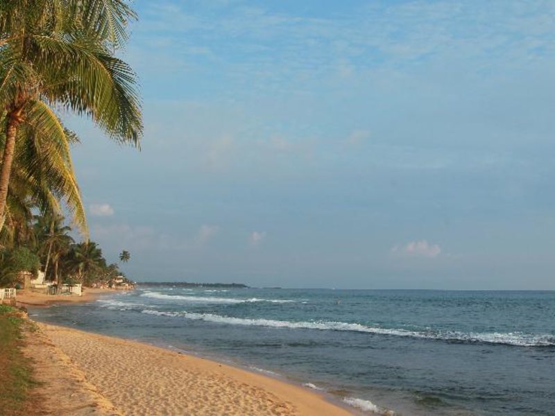 Citrus Hikkaduwa 116361