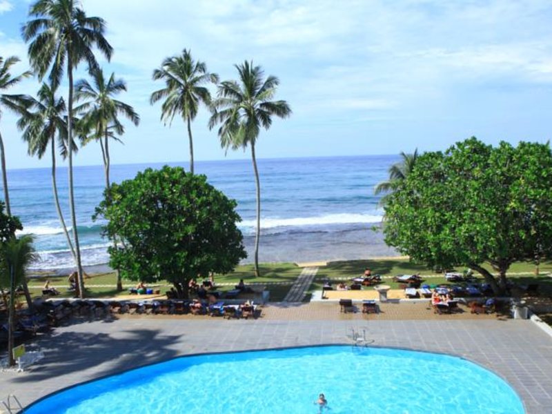 Citrus Hikkaduwa 116368