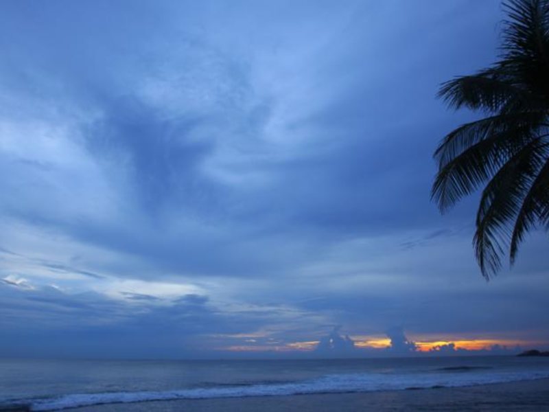 Citrus Hikkaduwa 116369