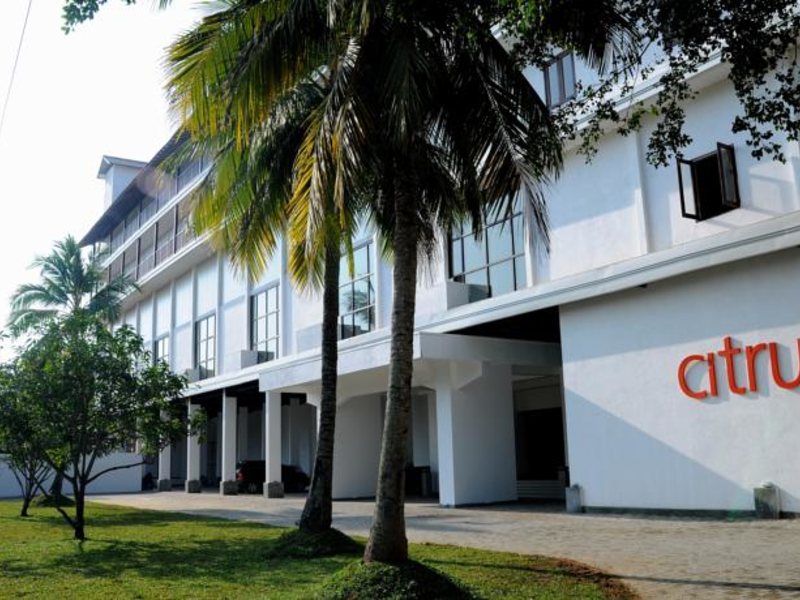 Citrus Hikkaduwa 116379