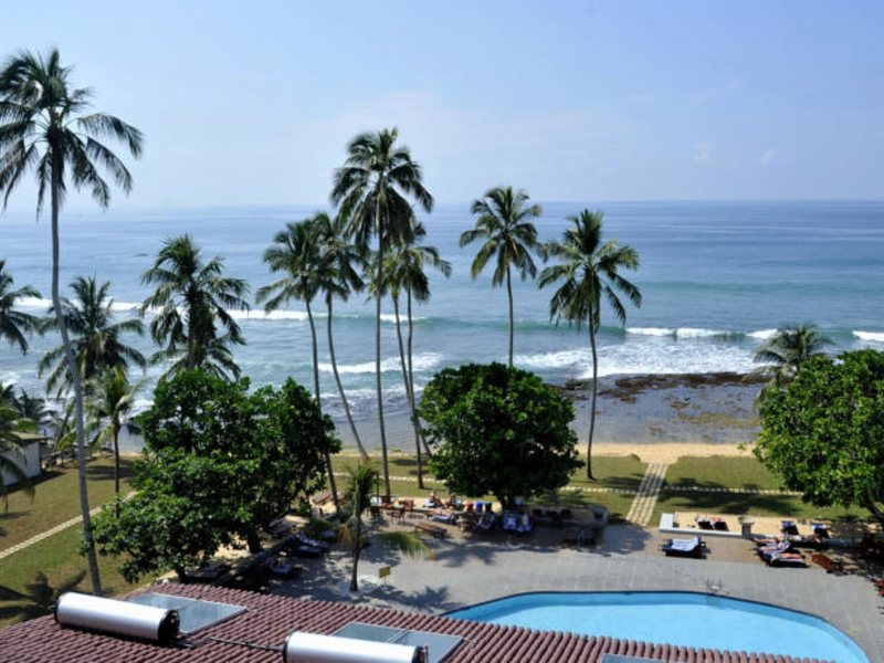 Citrus Hikkaduwa 116382