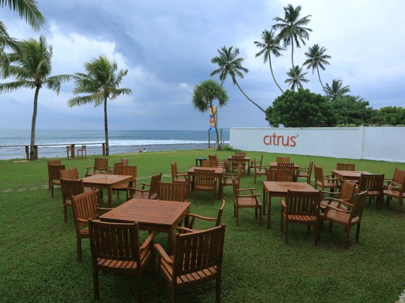 Citrus Hikkaduwa (ex 107075