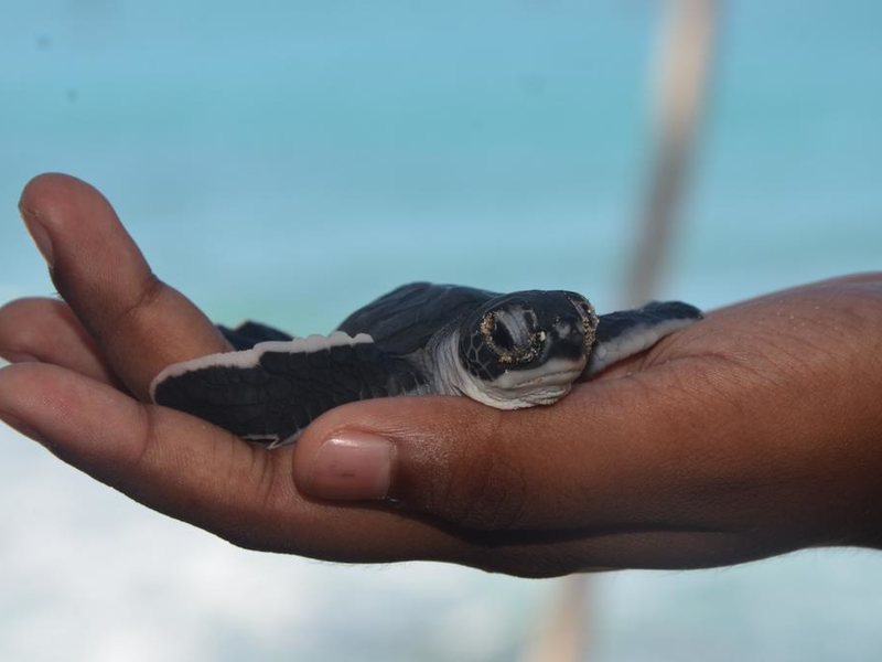 Cool Beach Hotel 193468