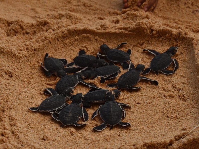 Cool Beach Hotel 193476