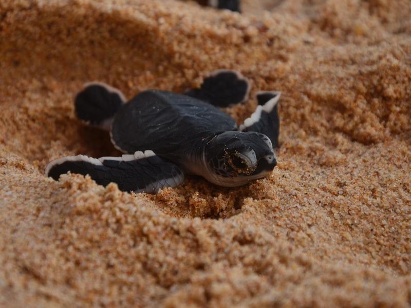 Cool Beach Hotel 193478