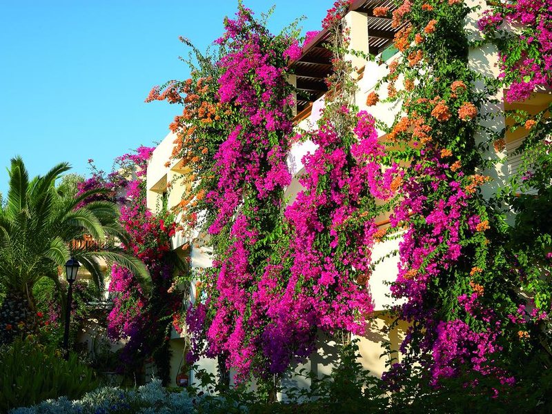 Creta Royal Hotel 216979