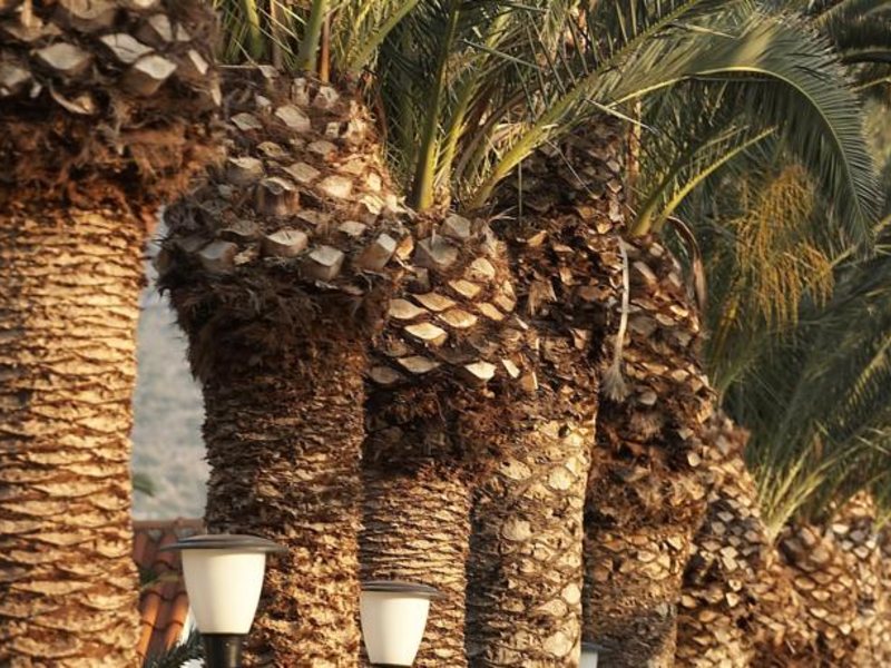 Cretan Malia Park 82681