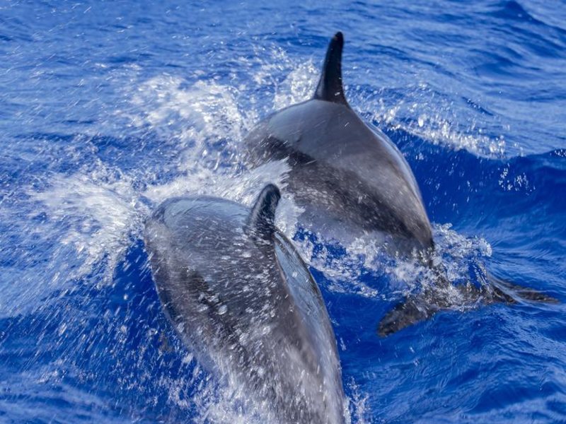 Evexia Beach Collection Laamu 324826