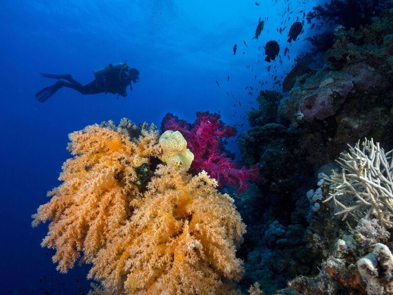 Fanadir El Gouna 326587