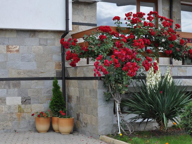 Festa Gardenia Hills 252932