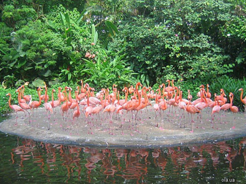 Flamingo Beach Resort 15259