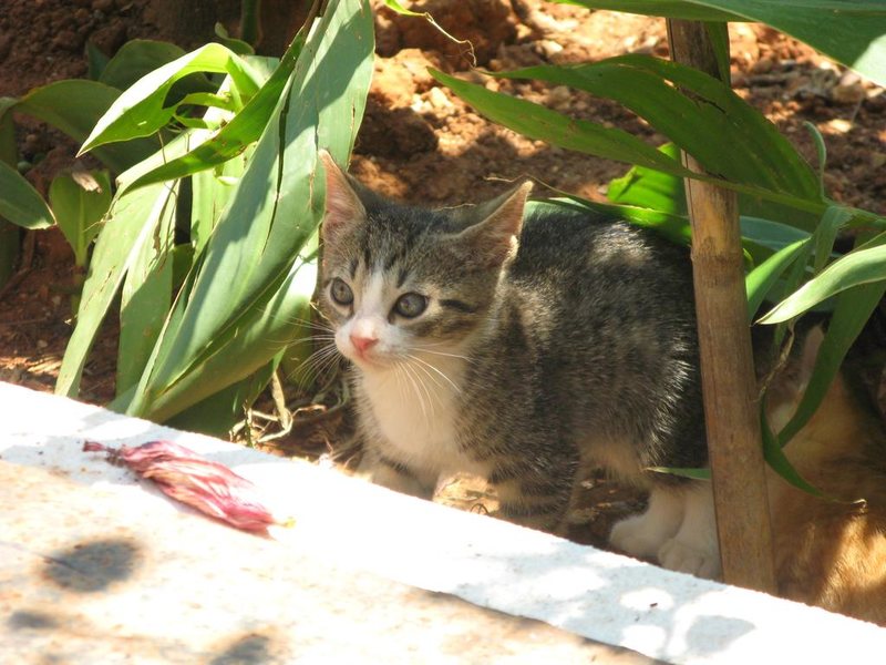 Fotis Studios Apartments 246556